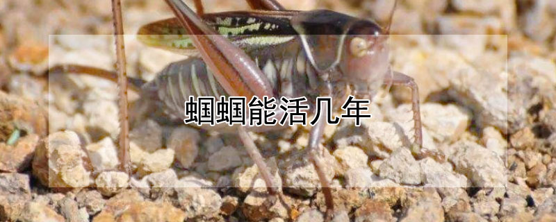 蟈蟈能活幾年