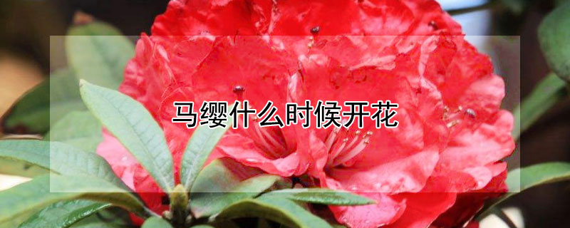 馬纓什么時候開花