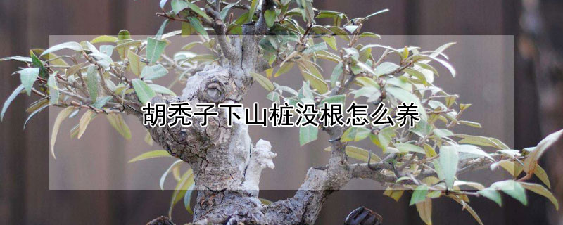 胡禿子下山樁沒根怎么養