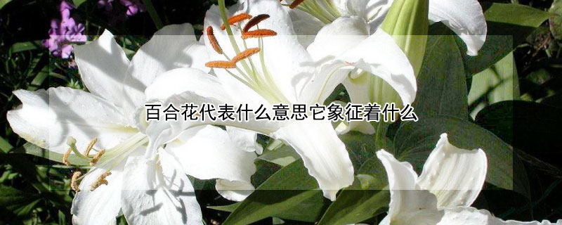 百合花代表什么意思它象征著什么