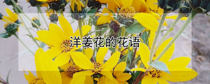 洋姜花的花語