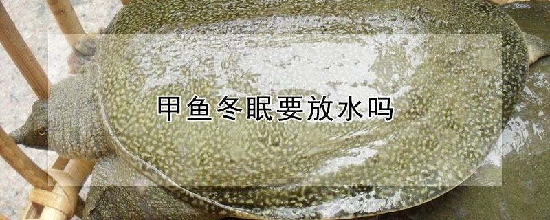 甲魚冬眠要放水嗎