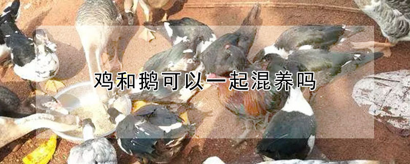 雞和鵝可以一起混養(yǎng)嗎