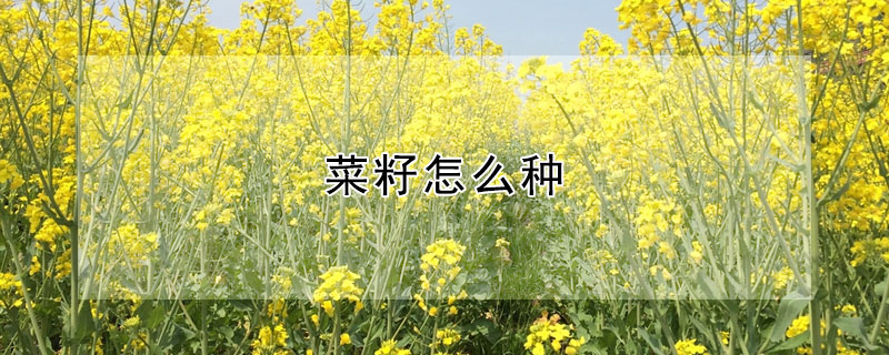 菜籽怎么種