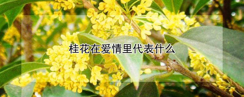 桂花在愛情里代表什么