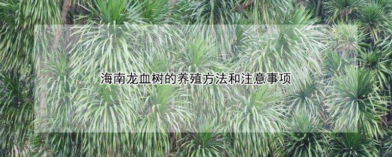 海南龍血樹的養殖方法和注意事項