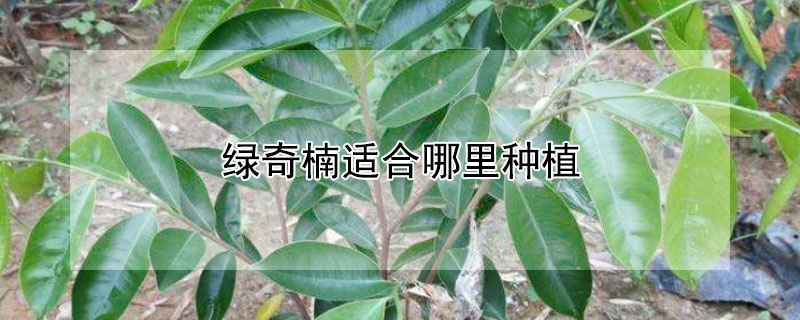 綠奇楠適合哪里種植