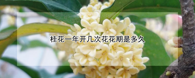 桂花一年開幾次花花期是多久