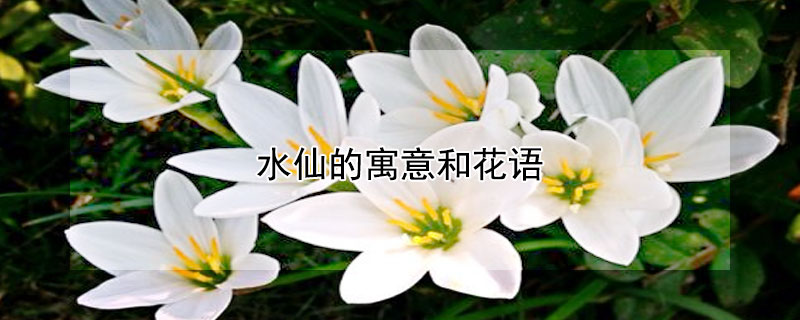 水仙的寓意和花語