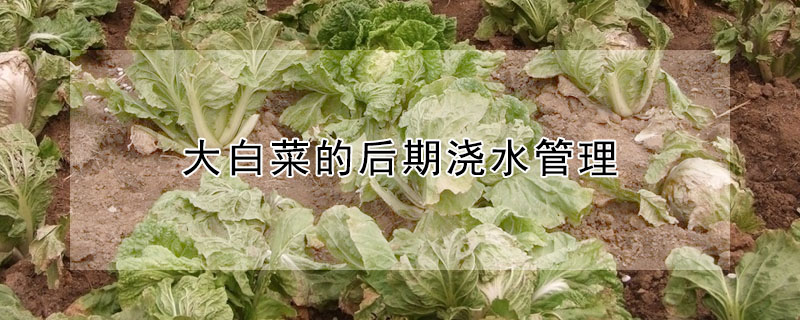 大白菜的后期澆水管理