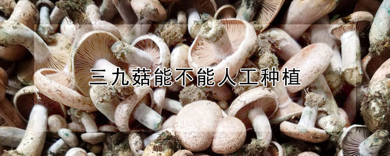 三九菇能不能人工種植