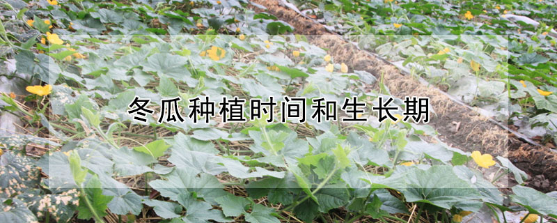 冬瓜種植時間和生長期