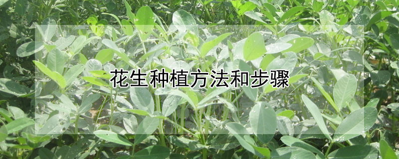 花生種植方法和步驟