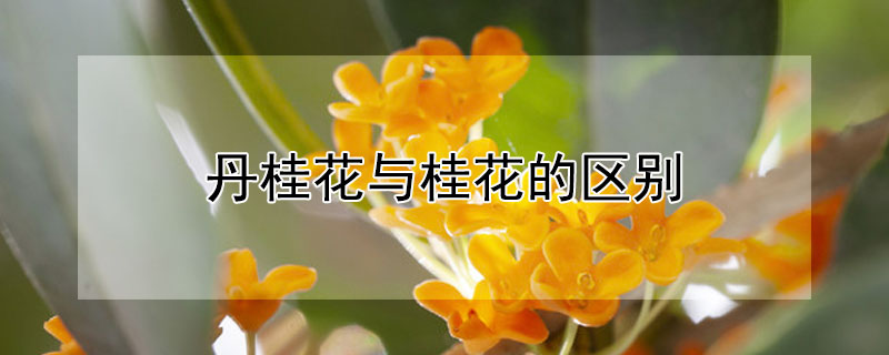 丹桂花與桂花的區別