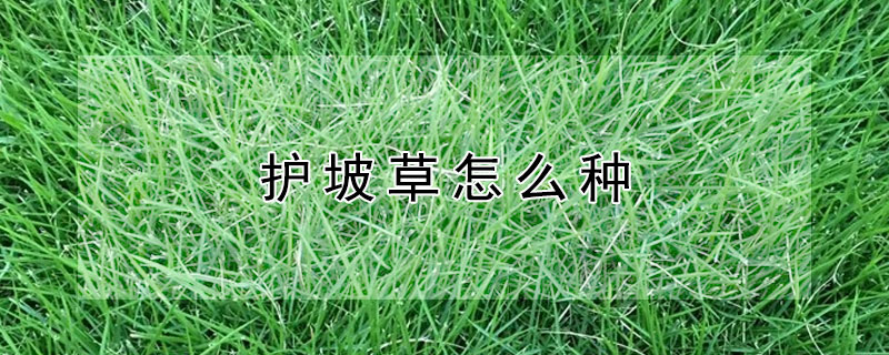 護坡草怎么種