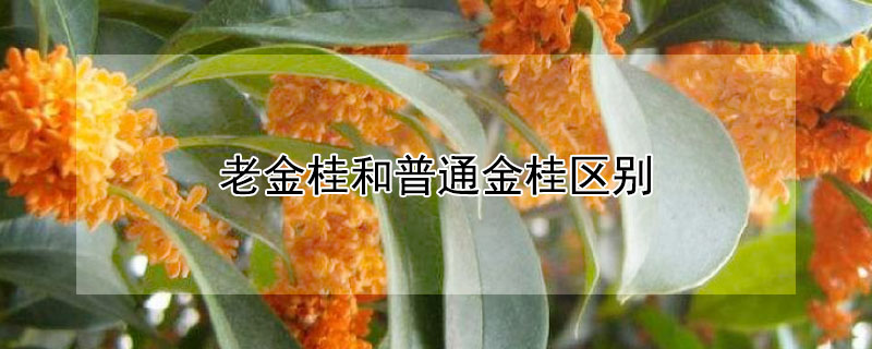 老金桂和普通金桂區(qū)別