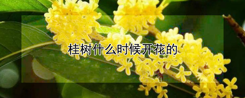 桂樹(shù)什么時(shí)候開(kāi)花的