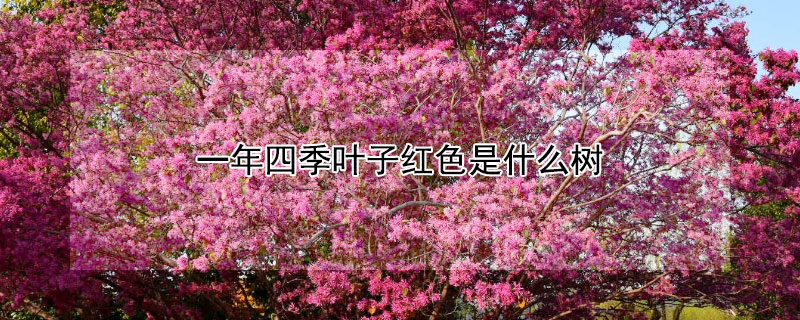 一年四季葉子紅色是什么樹(shù)