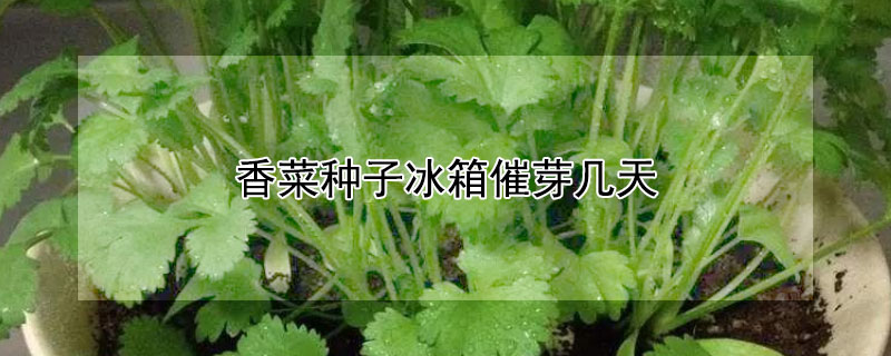 香菜種子冰箱催芽幾天