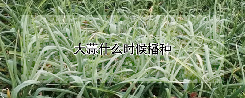 大蒜什么時候播種