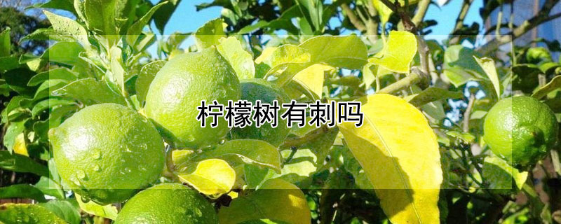 檸檬樹(shù)有刺嗎