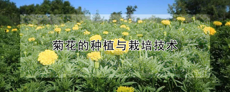 菊花的種植與栽培技術(shù)