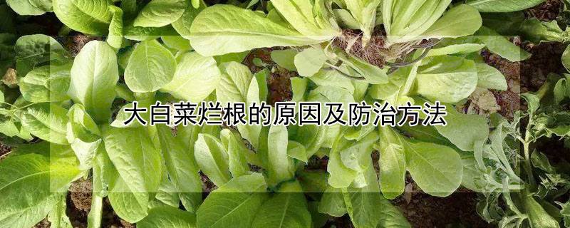 大白菜爛根的原因及防治方法