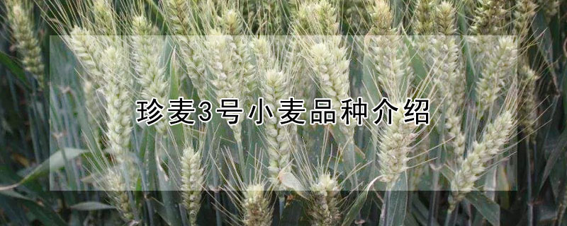 珍麥3號小麥品種介紹