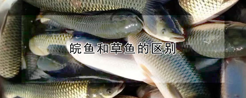 皖魚和草魚的區別