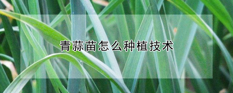 青蒜苗怎么種植技術