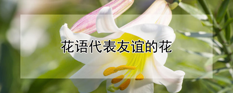 花語代表友誼的花