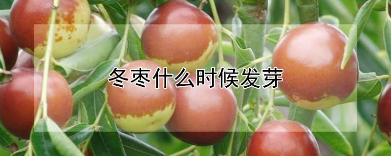 冬棗什么時(shí)候發(fā)芽