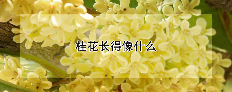 桂花長得像什么