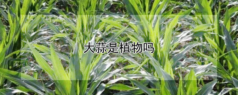 大蒜是植物嗎