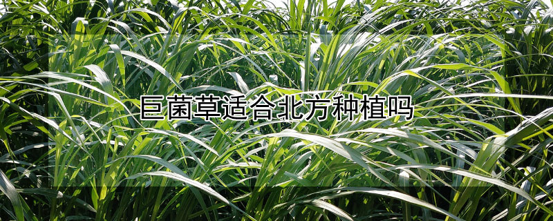 巨菌草適合北方種植嗎