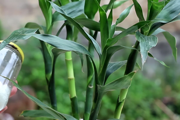 水培植物有哪些