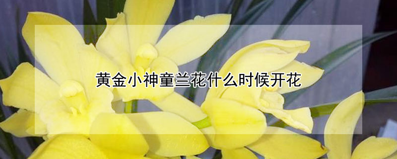 黃金小神童蘭花什么時候開花