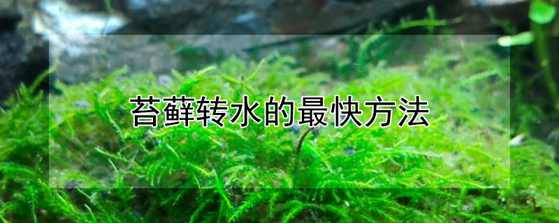 苔蘚轉水的最快方法