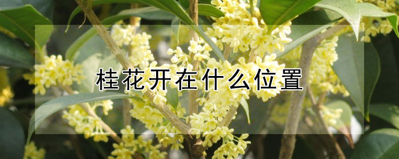 桂花開(kāi)在什么位置