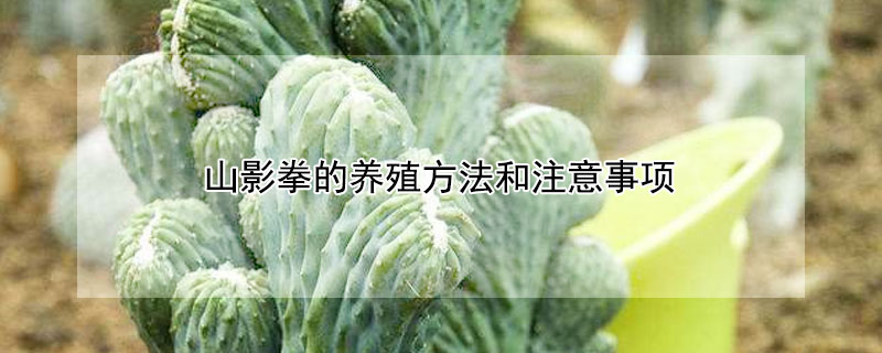 山影拳的養(yǎng)殖方法和注意事項