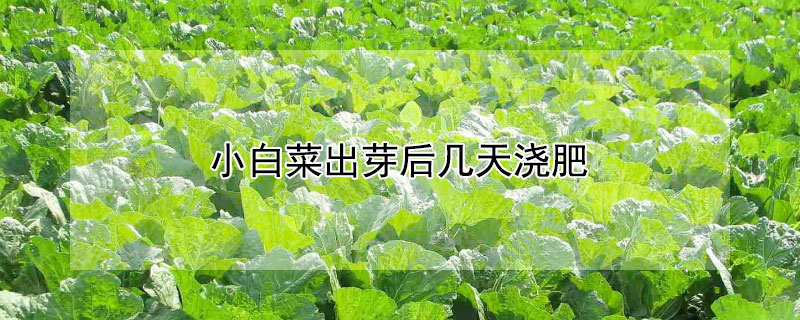 小白菜出芽后幾天澆肥