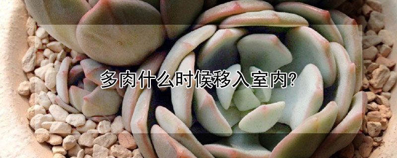 多肉什么時候移入室內(nèi)?