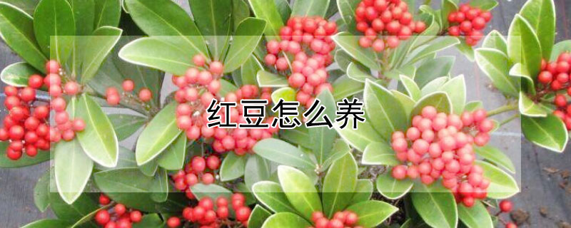 紅豆怎么養(yǎng)