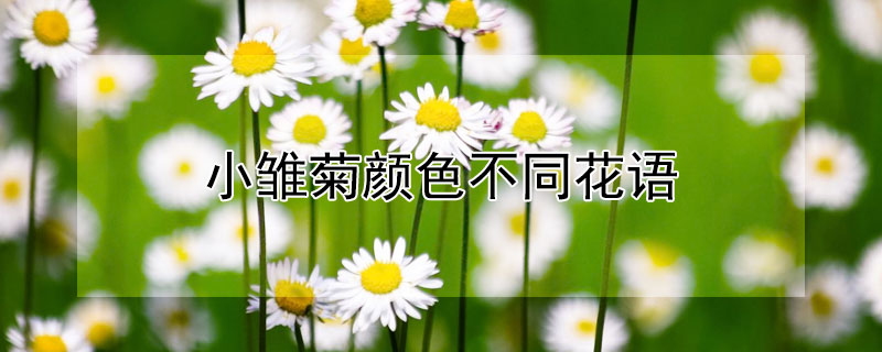 小雛菊顏色不同花語