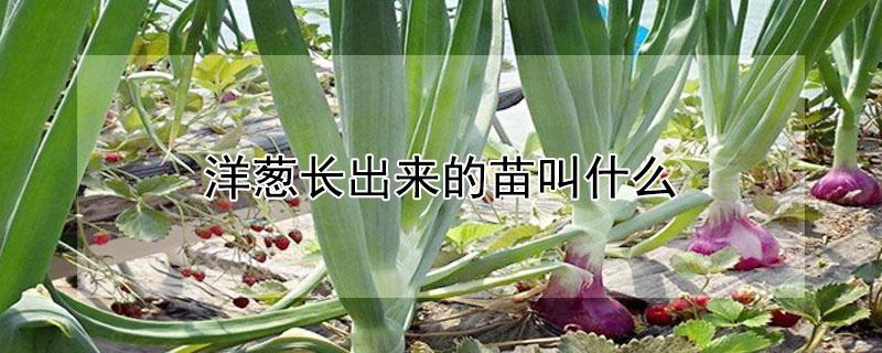 洋蔥長(zhǎng)出來(lái)的苗叫什么