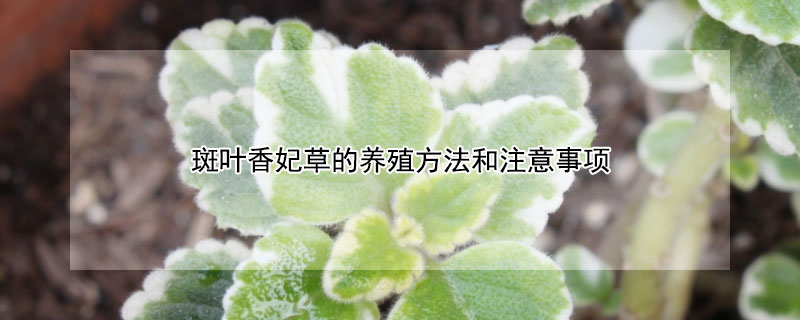 斑葉香妃草的養殖方法和注意事項