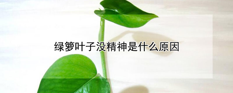 綠籮葉子沒精神是什么原因