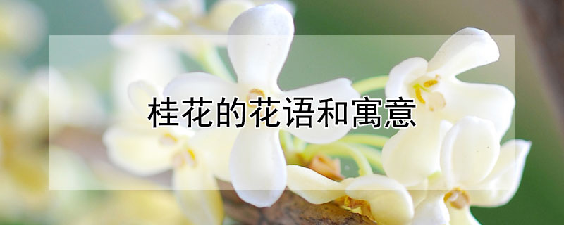 桂花的花語和寓意