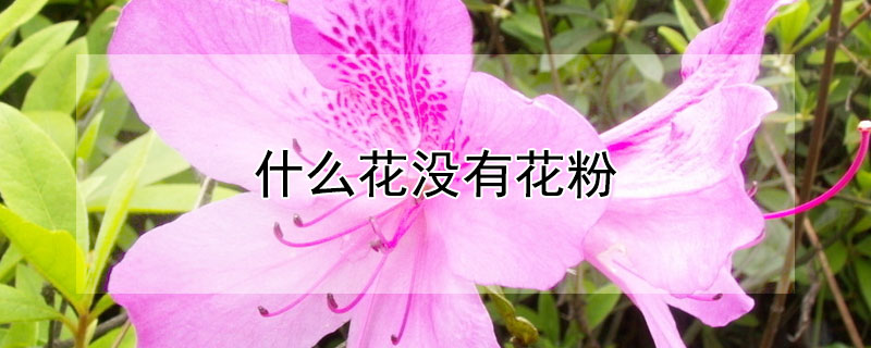 什么花沒有花粉