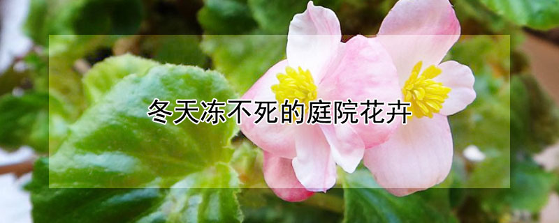 冬天凍不死的庭院花卉